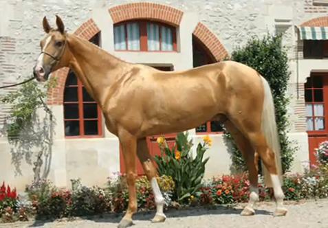 Akhal Teke Horse